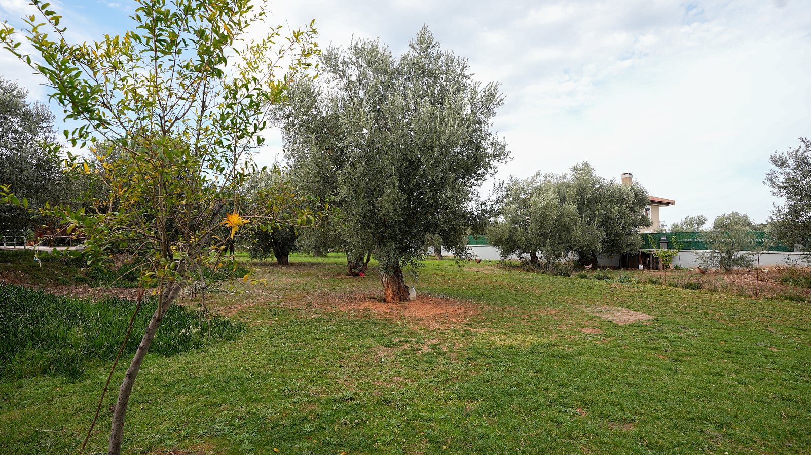 26