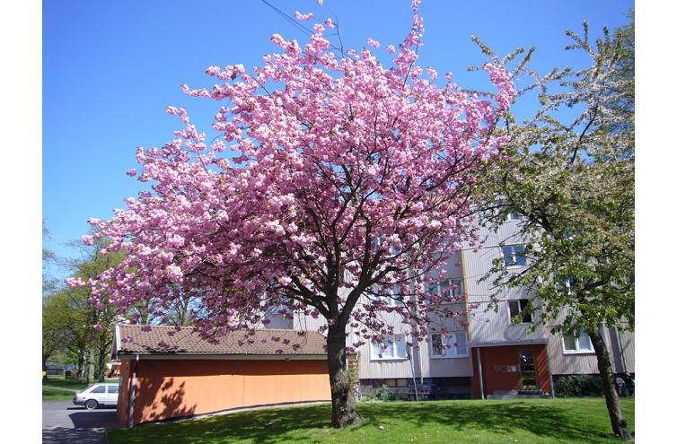 Lägenhet i Rambergsstaden, Göteborg, Västra Götaland, Västra Andersgårdsgatan 13A