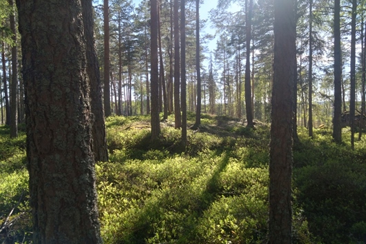 Gods och gårdar i Lindesberg, Örebro, Strutstäppan Aspensäng