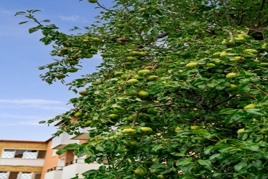 Bostadsrätt i Sommarro, Uppsala, Gustavsbergsgatan 3C