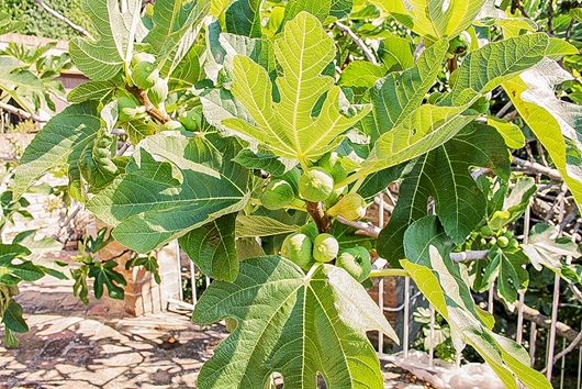 Villa i Piemonte, Canelli, at, Asti, Canelli