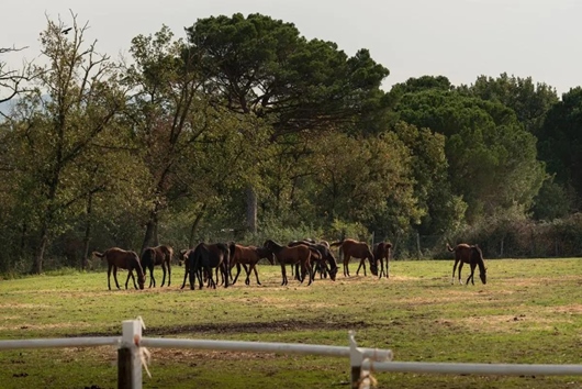 Villa i Umbrien, Umbria, Perugia, Castiglione del Lago