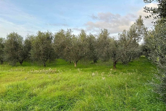 Tomt i Toscana, Donoratio, Umbria, Perugia, Donoratico