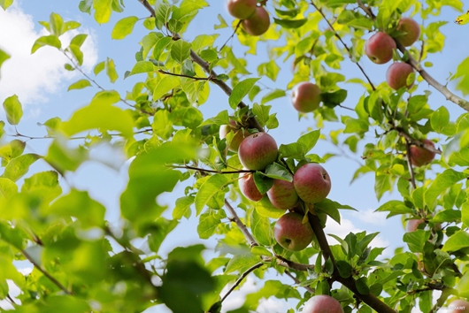 Villa i Ruddalen, Västra Frölunda, Göteborg, Västra Götaland, Blockflöjtsgatan 9