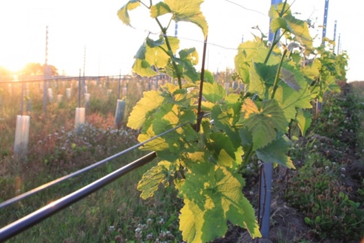 Bostadsrätt i Kivik, Skåne, Simrishamn, Hjälmarödsvägen 14