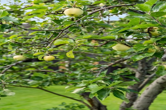 Villa i Lerdal, Rättvik, Dalarna, Bohmgatan 22