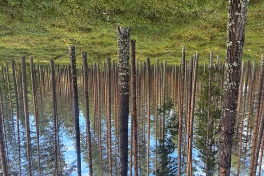 Gods och gårdar i Stumsnäs, Vikarbyn, Dalarna, Rättvik, Skogsfastighet