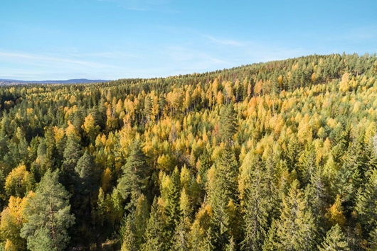 Gods och gårdar i Gärdebyn, Rättvik, Dalarna, enligt skogsbruksplan