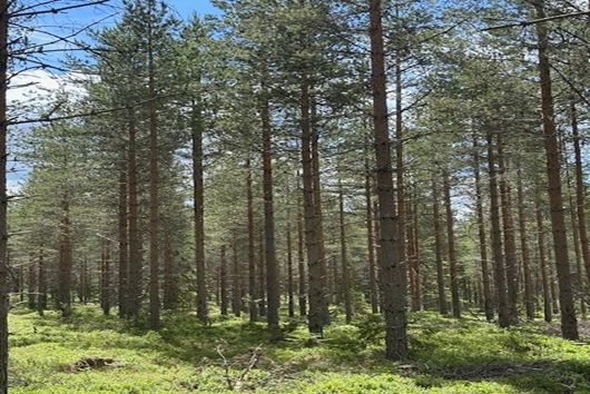 Gods och gårdar i Dalbyn, Furudal, Dalarna, Rättvik, Dalbyn enligt Skogsbruksplan