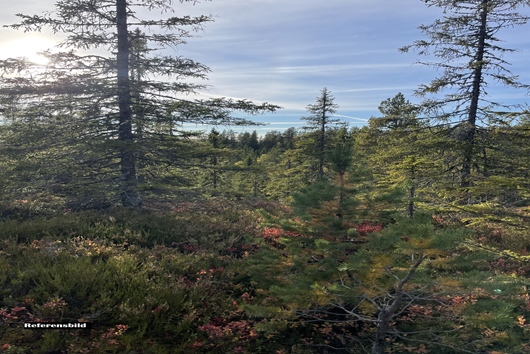 Gods och gårdar i Värmland, Lakene, Hagfors, Skogaängarna Djupdalen