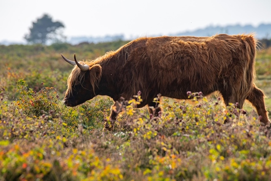 Tomt i Ljungskogen, Höllviken, Ljunghusen, Skåne, Vellinge, Västra Vråkvägen 16